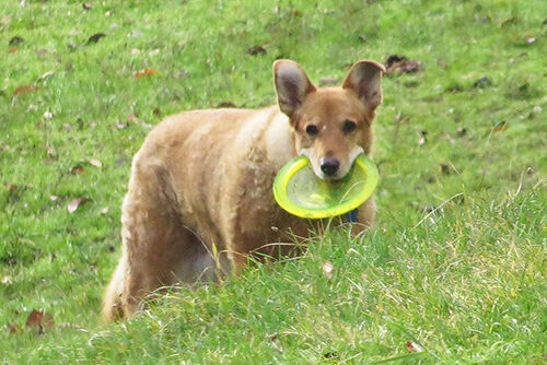 Disc dog